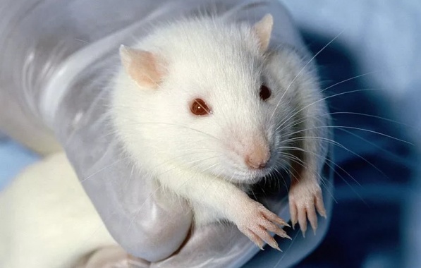 Wissenschaftler behandeln Mäuse mit Brustkrebs innerhalb von zwei Wochen