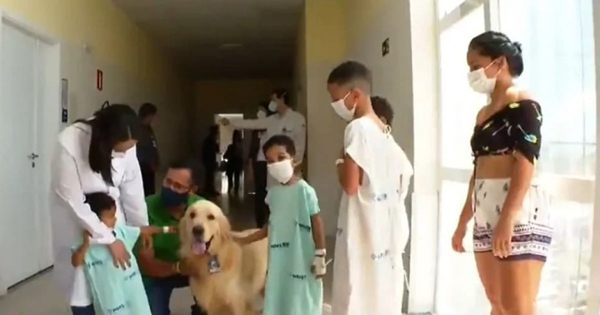 Vereadores aprovam PL que autoriza entrada de animais de estimação em hospitais de Salvador 